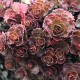 Sedum spurium ‘Ruby Mantle’ - Varjúháj