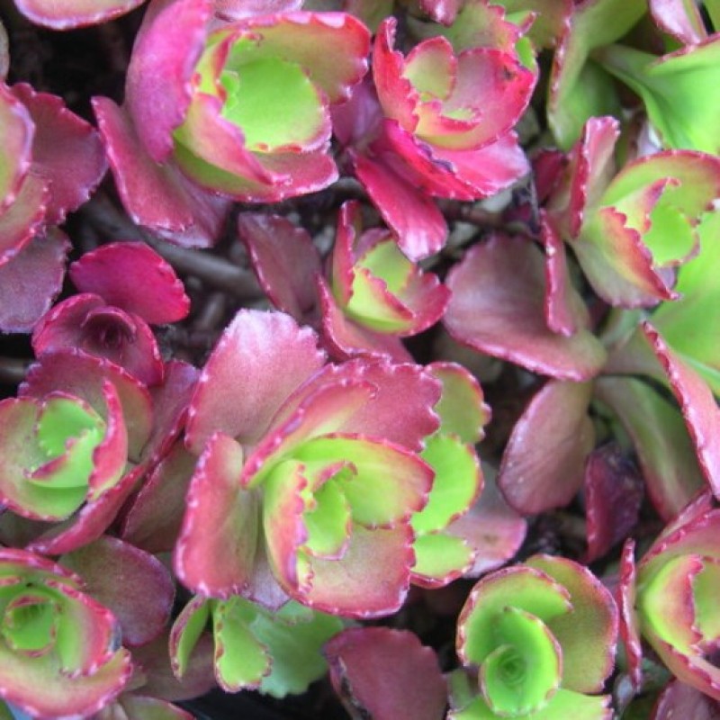 Sedum spurium ‘Ruby Mantle’ - Varjúháj