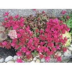 Sedum spurium ‘Ruby Mantle’ - Varjúháj