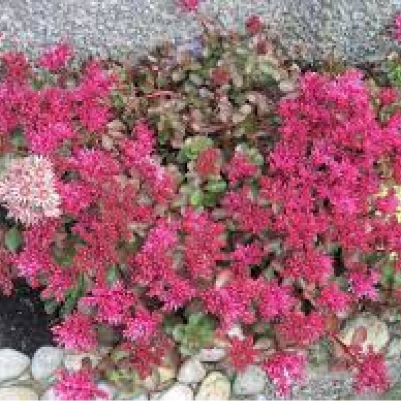 Sedum spurium ‘Ruby Mantle’ - Varjúháj