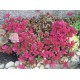 Sedum spurium ‘Ruby Mantle’ - Varjúháj