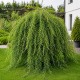 Salix integra 'Pendula' – Csüngő japán fűz