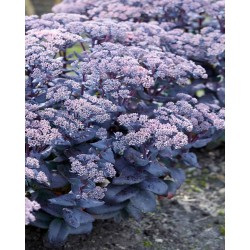 Hylotelephium ‘Mojave Jewels Sapphire’ – Pompás varjúháj