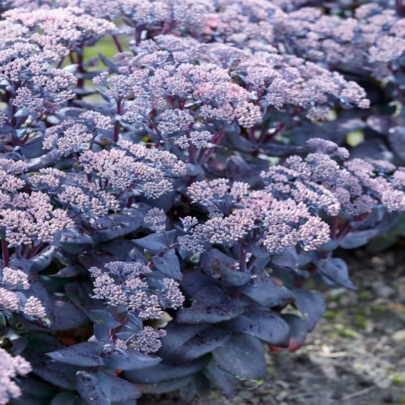 Hylotelephium ‘Mojave Jewels Sapphire’ – Pompás varjúháj