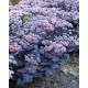Hylotelephium ‘Mojave Jewels Sapphire’ – Pompás varjúháj