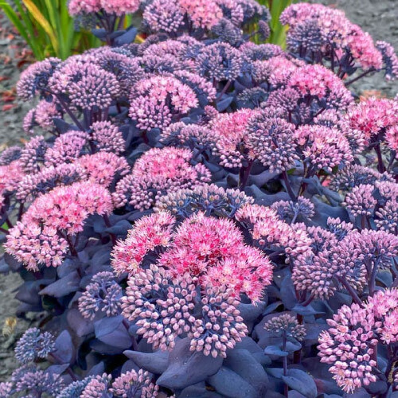 Hylotelephium ‘Mojave Jewels Sapphire’ – Pompás varjúháj