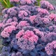 Hylotelephium ‘Mojave Jewels Sapphire’ – Pompás varjúháj