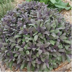 Salvia officinalis ‘Purple Beauty’ – bordó levelű orvosi zsálya
