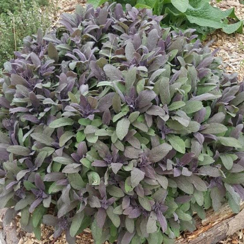 Salvia officinalis ‘Purple Beauty’ – bordó levelű orvosi zsálya