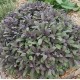 Salvia officinalis ‘Purple Beauty’ – bordó levelű orvosi zsálya