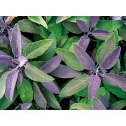 Salvia officinalis ‘Purple Beauty’ – bordó levelű orvosi zsálya