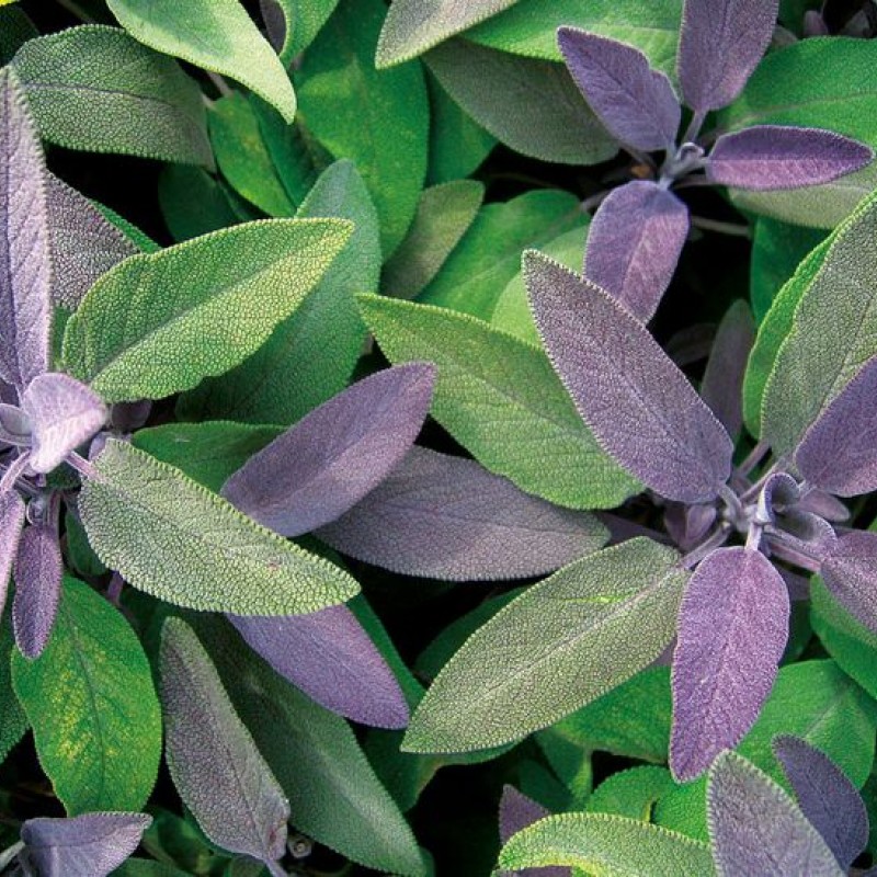 Salvia officinalis ‘Purple Beauty’ – bordó levelű orvosi zsálya