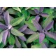 Salvia officinalis ‘Purple Beauty’ – bordó levelű orvosi zsálya