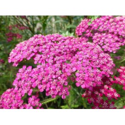 Achillea millefolium ‘Saucy Seduction’ – cickafark