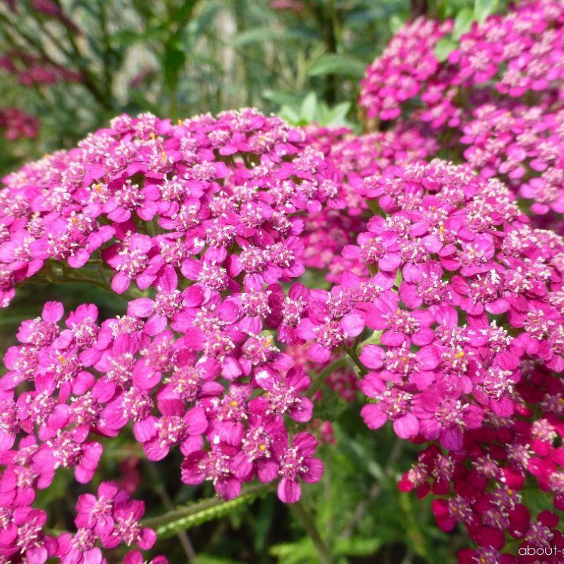 Achillea millefolium ‘Saucy Seduction’ – cickafark