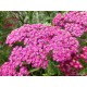 Achillea millefolium ‘Saucy Seduction’ – cickafark