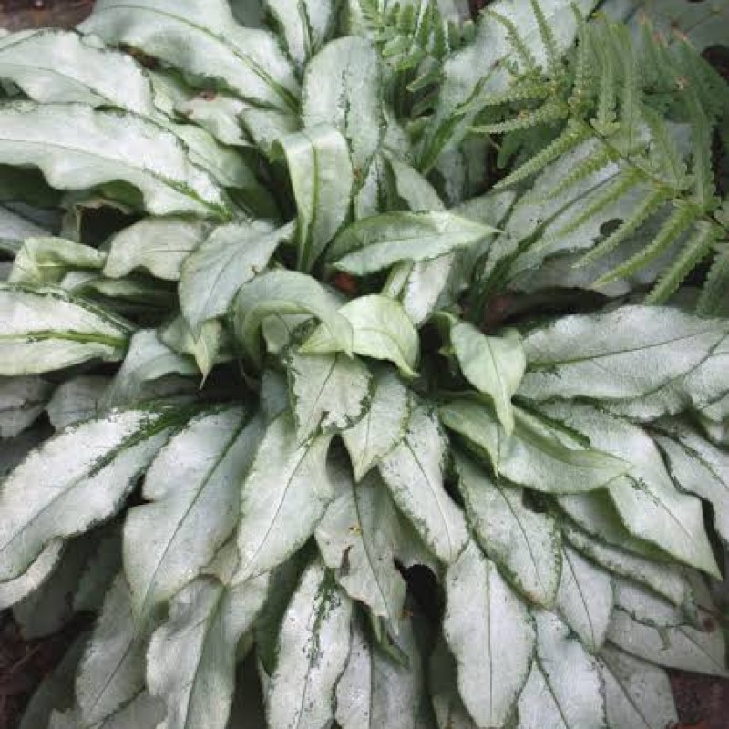 Pulmonaria 'Silver Bouquet' – Ezüstös levelű tüdőfű