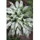 Pulmonaria 'Silver Bouquet' – Ezüstös levelű tüdőfű