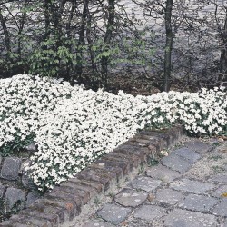 Arabis caucasica ‘Snowcap’ - Kaukázusi ikrávirág