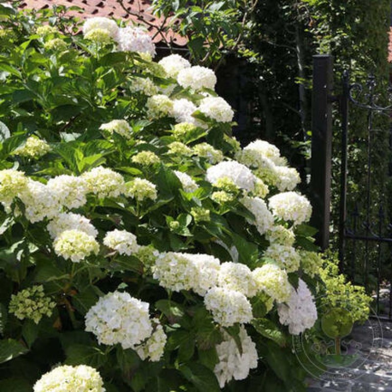 Hortenzia macrophylla ‘Soeur Thérèse’ - Kerti Hortenzia