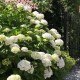 Hortenzia macrophylla ‘Soeur Thérèse’ - Kerti Hortenzia