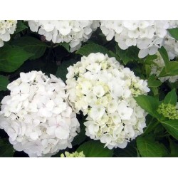 Hortenzia macrophylla ‘Soeur Thérèse’ - Kerti Hortenzia