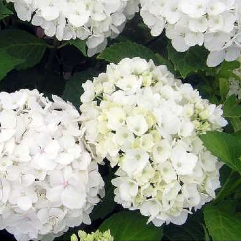 Hortenzia macrophylla ‘Soeur Thérèse’ - Kerti Hortenzia