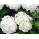 Hortenzia macrophylla ‘Soeur Thérèse’ - Kerti Hortenzia