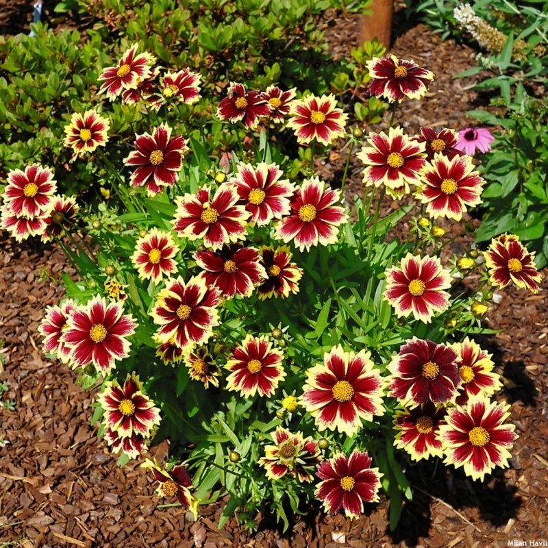 Coreopsis ‘Solar Fancy’ - Menyecskeszem