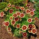 Coreopsis ‘Solar Fancy’ - Menyecskeszem