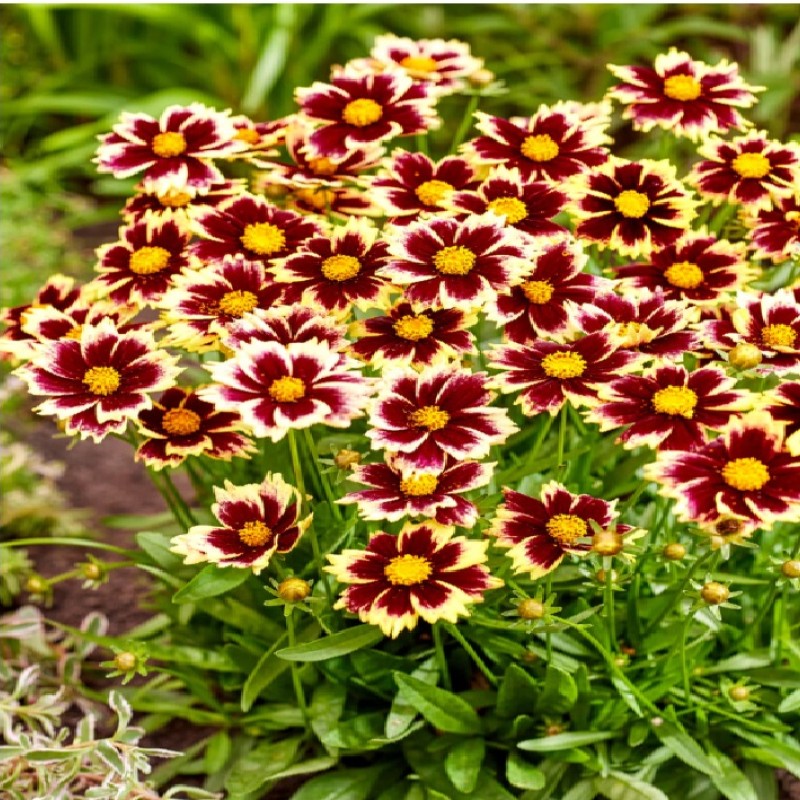 Coreopsis ‘Solar Fancy’ - Menyecskeszem