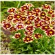 Coreopsis ‘Solar Fancy’ - Menyecskeszem