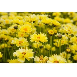 Coreopsis ‘Solar Dance’ - Menyecskeszem