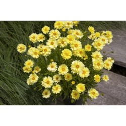 Coreopsis ‘Solar Dance’ - Menyecskeszem