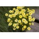 Coreopsis ‘Solar Dance’ - Menyecskeszem