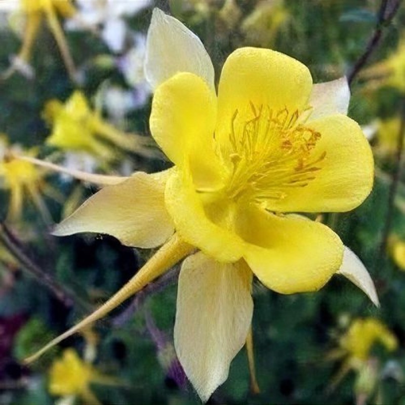 Aquilegia caerulea 'Spring Magic Yellow' – Sárga harangláb