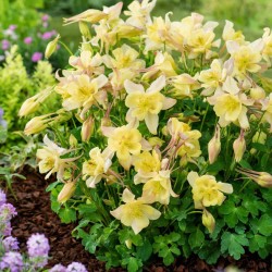 Aquilegia caerulea 'Spring Magic Yellow' – Sárga harangláb