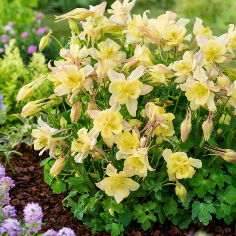Aquilegia caerulea 'Spring Magic Yellow' – Sárga harangláb