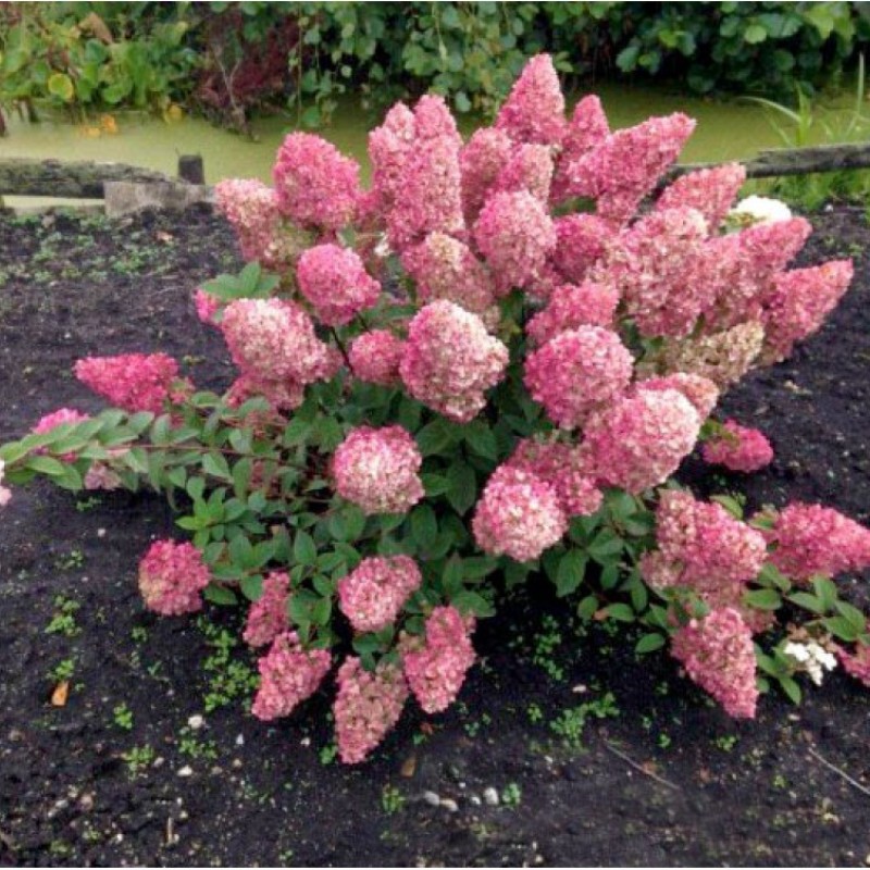 Hydrangea paniculata 'Sundae Fraise' - Bugás hortenzia  30-40cm