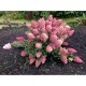 Hydrangea paniculata 'Sundae Fraise' - Bugás hortenzia  30-40cm