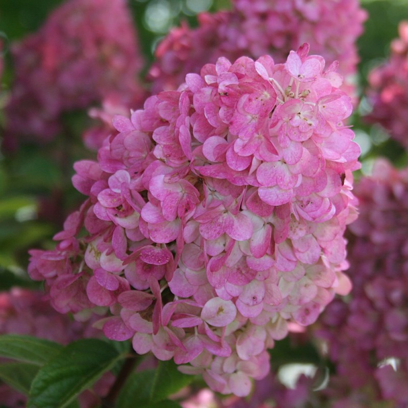 Hydrangea paniculata 'Sundae Fraise' - Bugás hortenzia  30-40cm