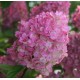 Hydrangea paniculata 'Sundae Fraise' - Bugás hortenzia  30-40cm
