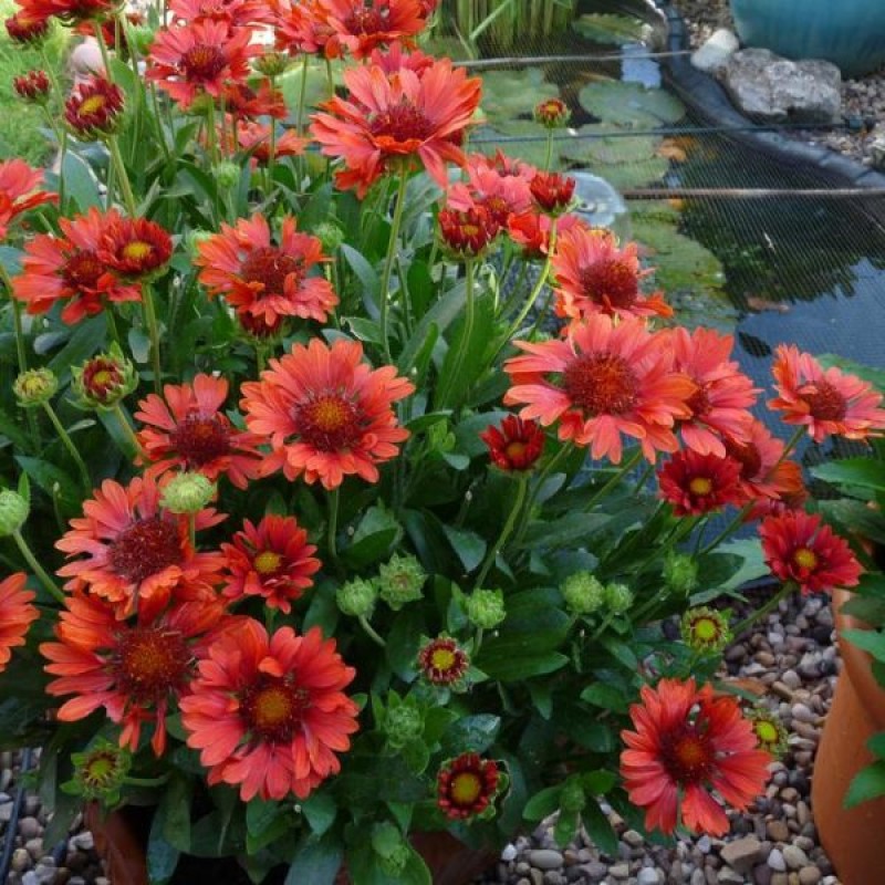 Gaillardia aristata ‘Sunset Celebration’