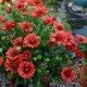 Gaillardia aristata ‘Sunset Celebration’