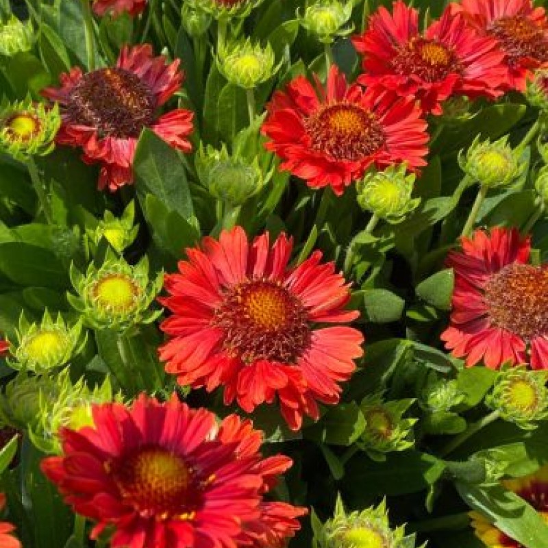 Gaillardia aristata ‘Sunset Celebration’