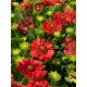 Gaillardia aristata ‘Sunset Celebration’