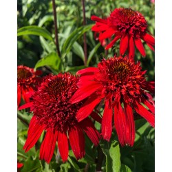 Echinacea ‘Sweet Chili’ - Kasvirág