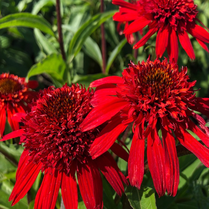 Echinacea ‘Sweet Chili’ - Kasvirág