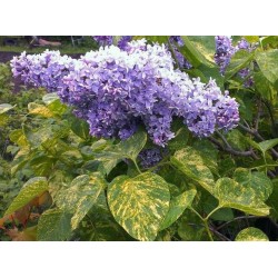 Syringa vulgaris ‘Aucubaefolia’ – tarka levelű orgona
