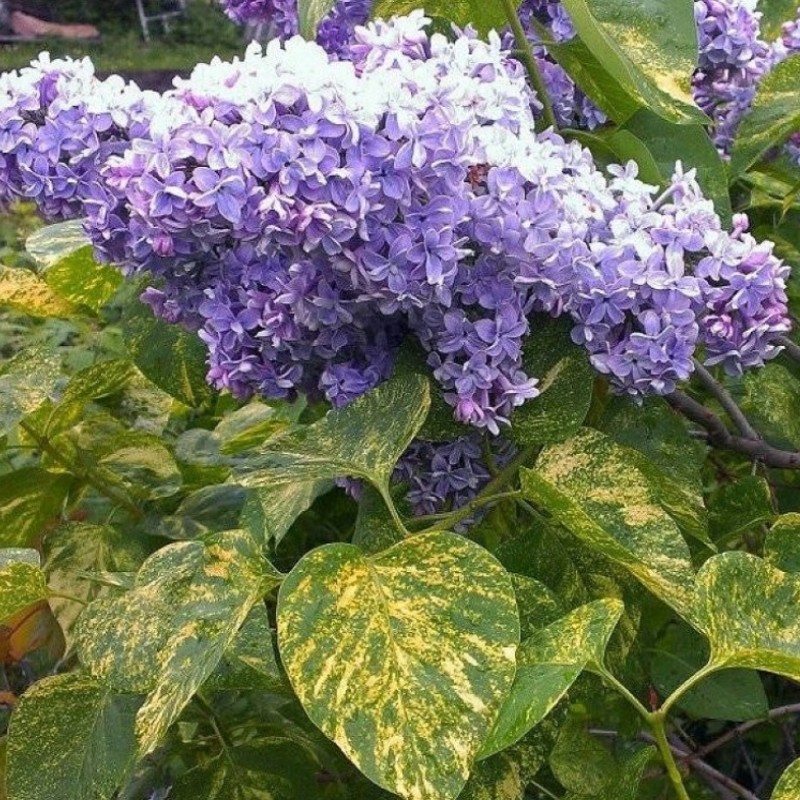 Syringa vulgaris ‘Aucubaefolia’ – tarka levelű orgona